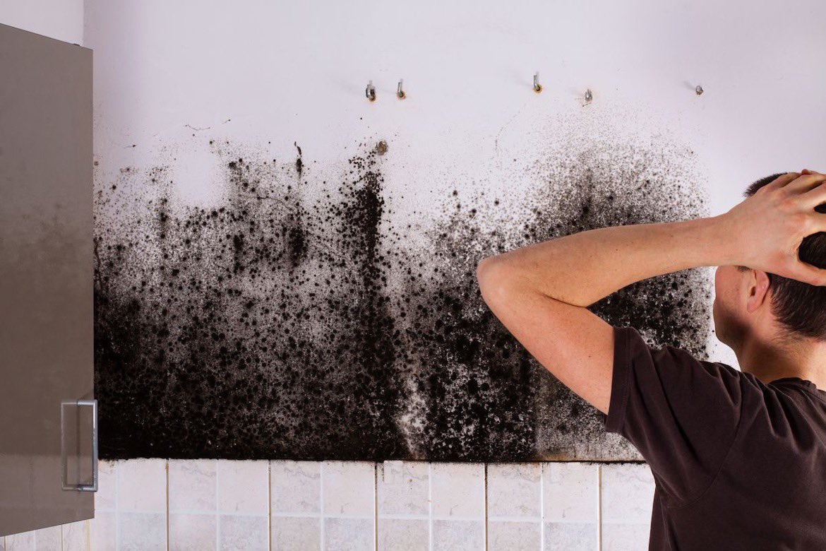 PuroClean_TC's tweet photo. These telltale signs may indicate that mould is in your house:

1. Visible mould growth (typically black or green)
2. A persistent musty odour in certain areas
3. Excess moisture or condensation on windows, pipes, or other surfaces

#HealthyHome #MouldRemoval #HomeMaintenance https://t.co/AOCPFAyIsP