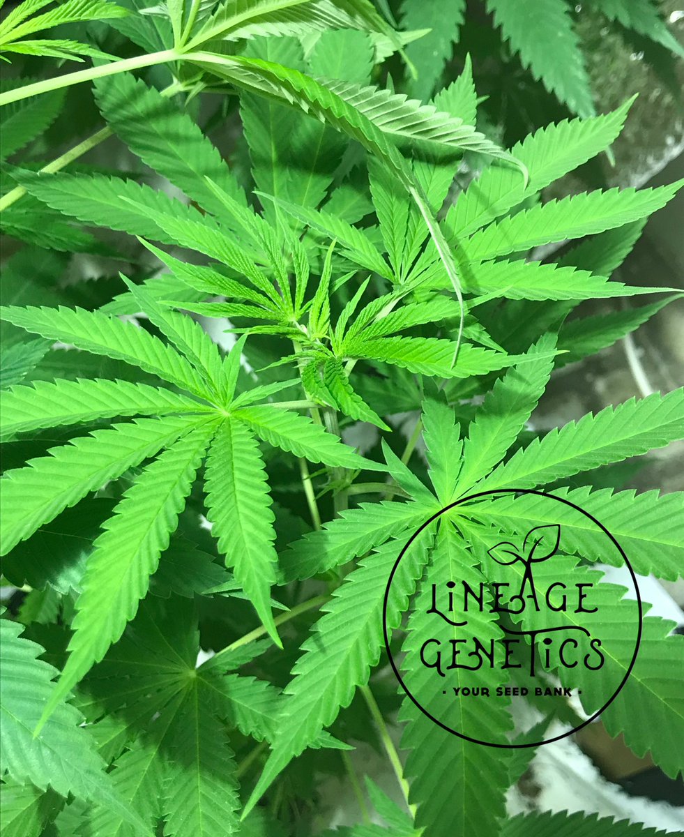 Lineagegenetics's tweet photo. PEANUT BUTTER in vegetive stage. Feminised & Auto Seeds available on our website and @GreenbudSeeds #peanutbutterstrain #Automaticseeds #CannabisCommunity #cannabisnews #homegrownweed #homegrownweed #legalizeweed #topshelfweed #organicweed #weedlife https://t.co/H7KZmNuFN0
