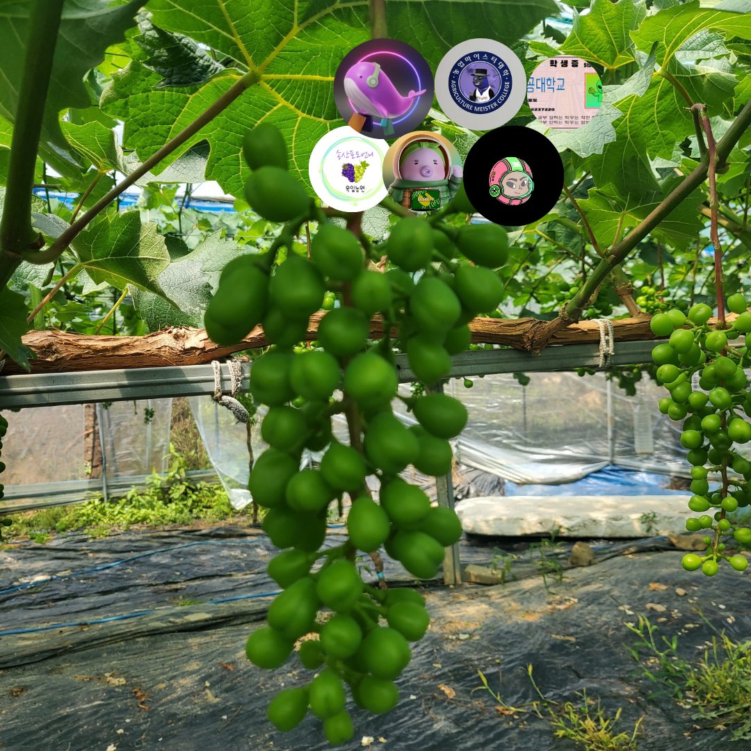 송산포도언니 tweet media