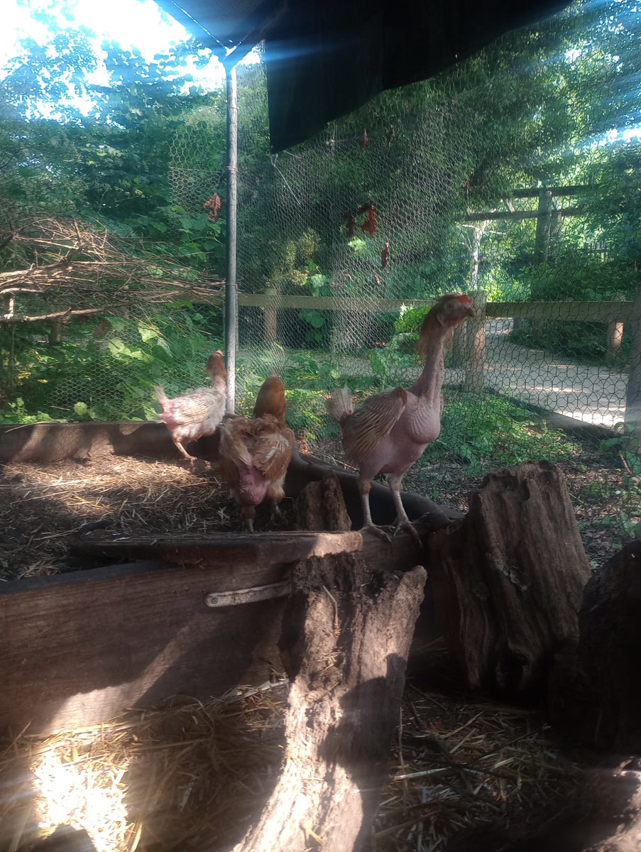 TrustLinksLtd's tweet photo. This weekend we were thrilled to collect new rescue chickens that were taken in by the British Hen Welfare Trust ‍🐔
We're so happy to welcome the lovely hens to our therapeutic pet family and give them a loving home at Westcliff 💚 https://t.co/n3T3K7PDSS
