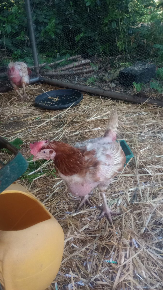 TrustLinksLtd's tweet photo. This weekend we were thrilled to collect new rescue chickens that were taken in by the British Hen Welfare Trust ‍🐔
We're so happy to welcome the lovely hens to our therapeutic pet family and give them a loving home at Westcliff 💚 https://t.co/n3T3K7PDSS