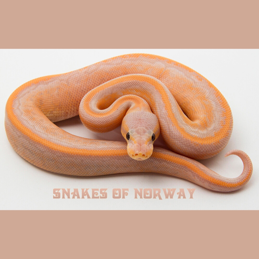 Sleek!! :-) Banana Cinnamon Pinstripe Ball Python (Python regius). Photo: Snakes Of Norway. #baby #snake #reptile #livingart #lareptile #lareptiles #breeding #ballpython #royalpython #pythonregius #livingartreptile #livingartreptiles