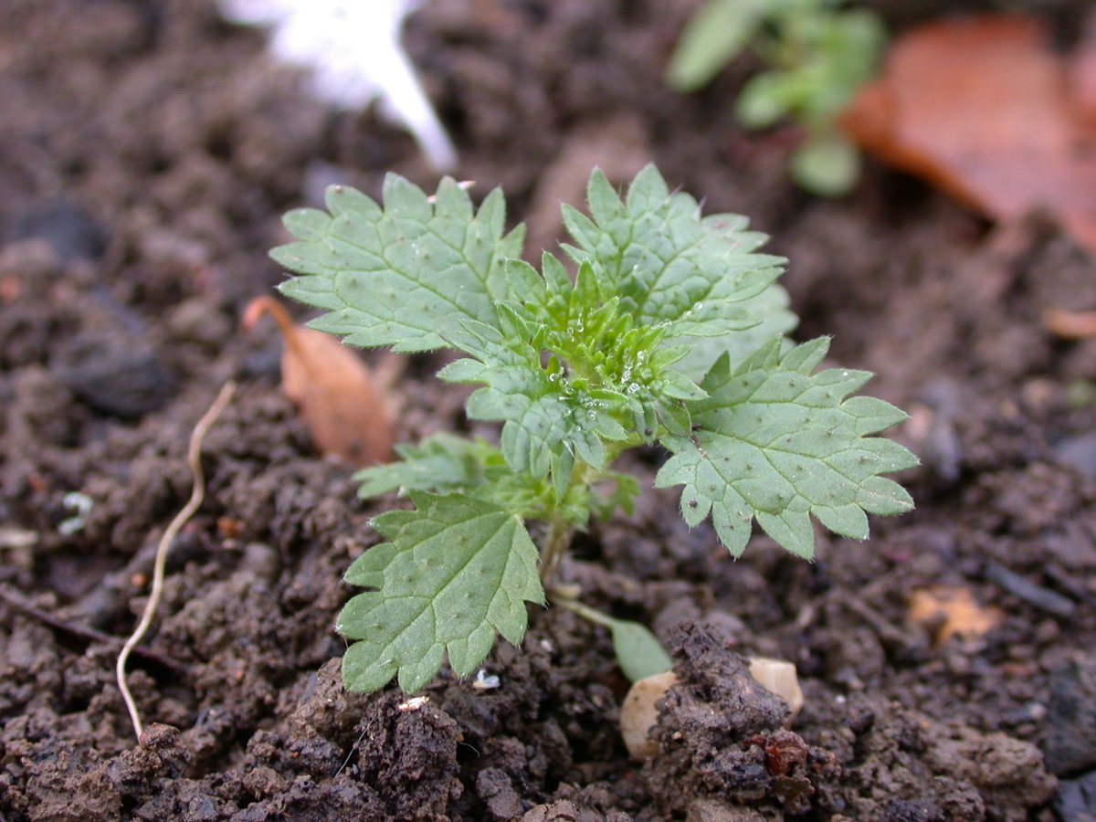 Kevin Godfrey tweet media