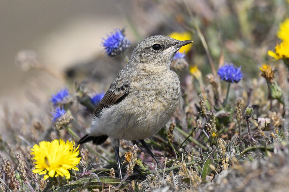 Another photo of the Wheatear fledgling. This time posing among the wildflowers. #TwitterNatureCommunity