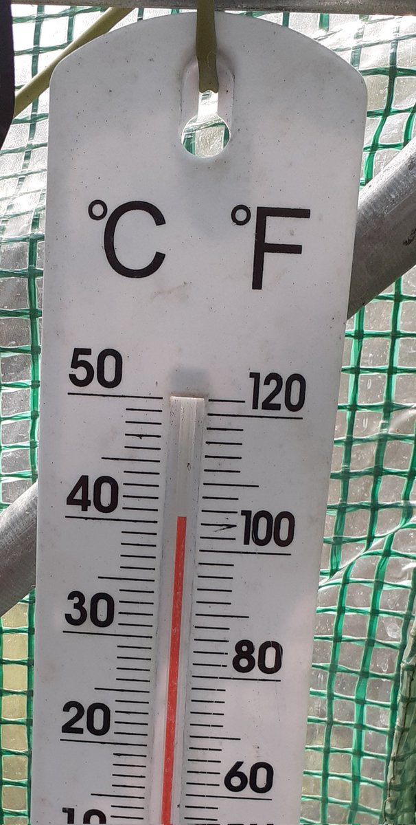 Just a tad hot in the polytunnel 🙃