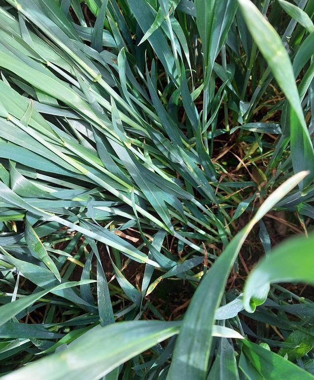 PrecisionNutrit's tweet image. Winter Wheat in the wee county looking good so far- grown with only our bio brews and Nutrition. We will monitor disease pressure closely to guide our next spray decision. #weeklycropwalking #biologicalfarming