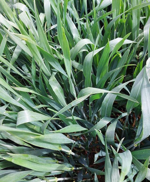 PrecisionNutrit's tweet image. Winter Wheat in the wee county looking good so far- grown with only our bio brews and Nutrition. We will monitor disease pressure closely to guide our next spray decision. #weeklycropwalking #biologicalfarming