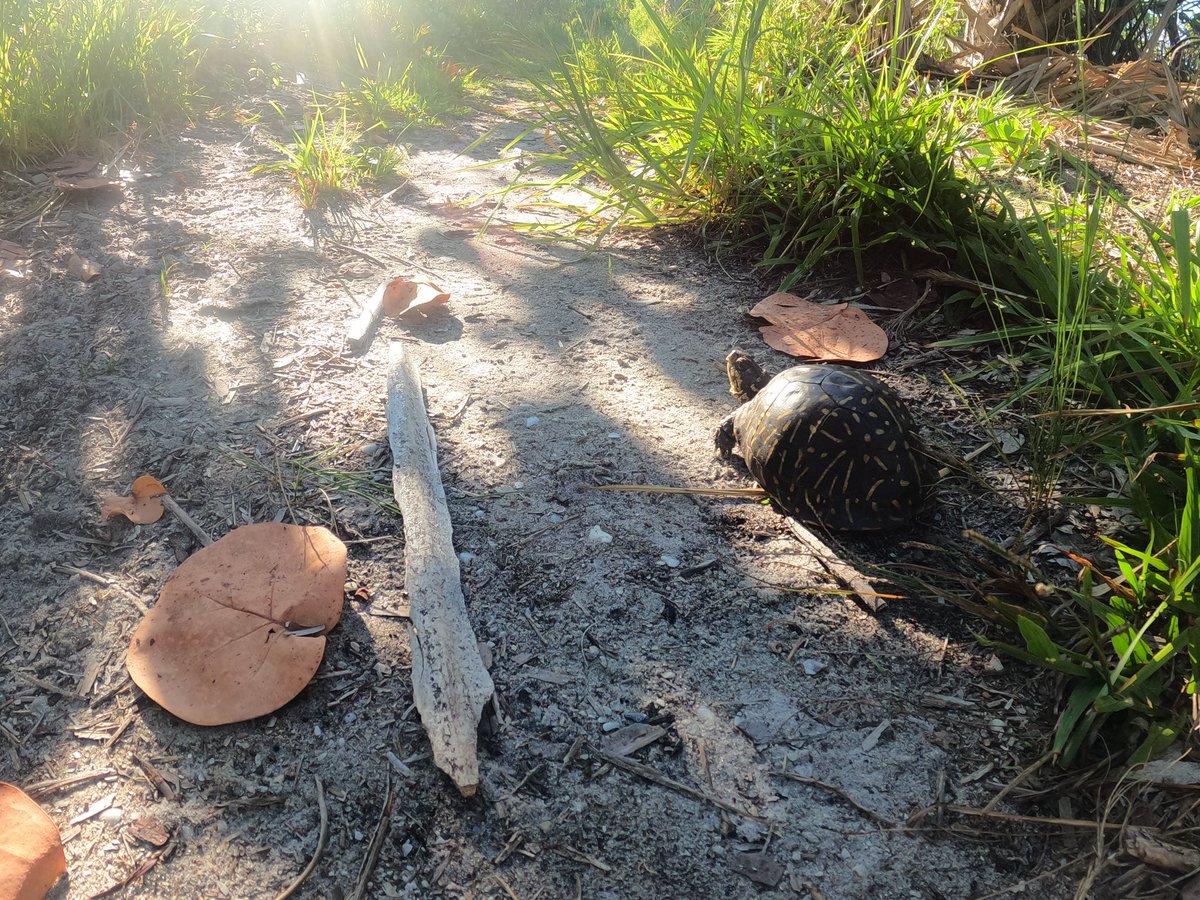 jenniferhuber's tweet image. Last night was my first time visiting Stump Pass Beach State Park since before Hurricane Ian. Mother Nature is doing her thing. 

#floridastateparks #bestsideoutside