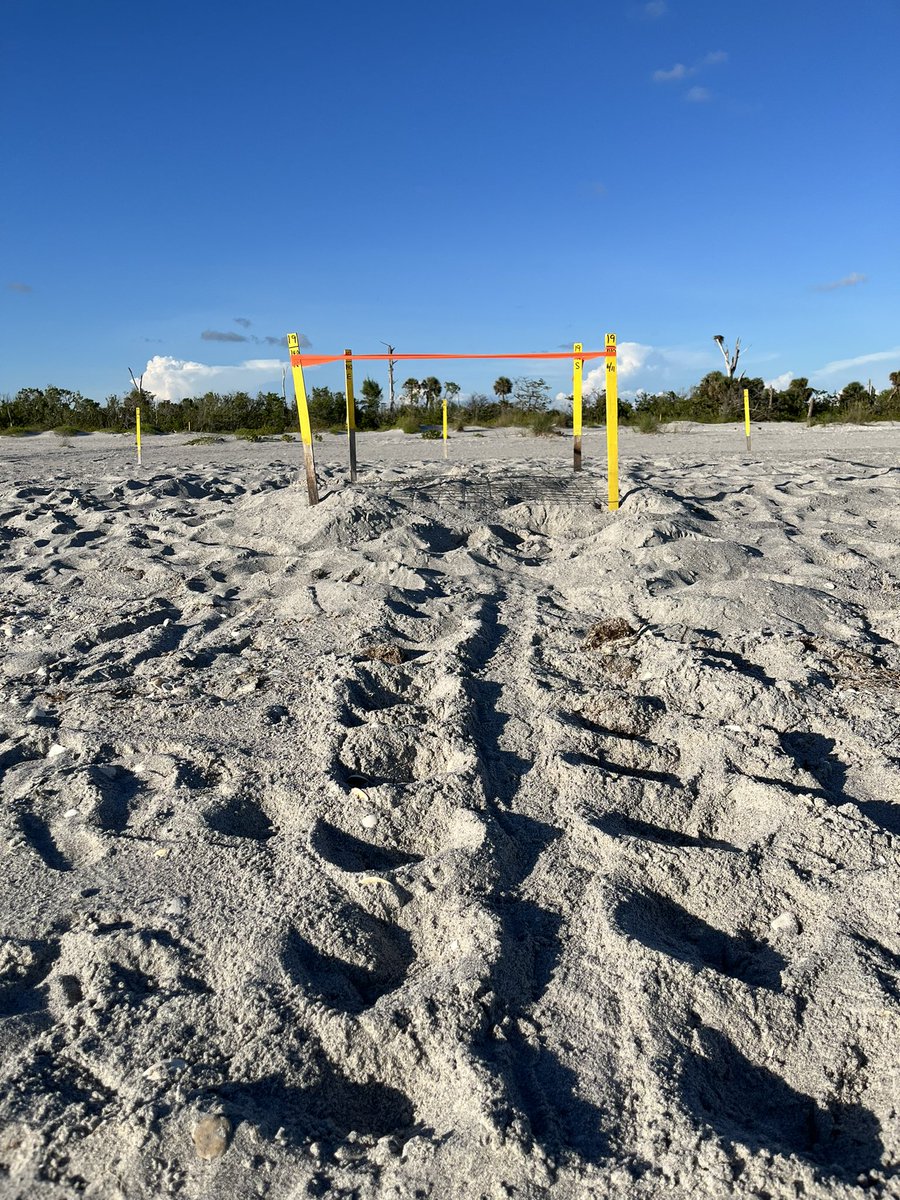 jenniferhuber's tweet image. Last night was my first time visiting Stump Pass Beach State Park since before Hurricane Ian. Mother Nature is doing her thing. 

#floridastateparks #bestsideoutside
