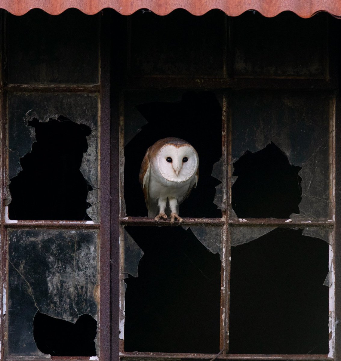 One of our next-door neighbours...
#Barnowl #naturerecovery #makespacefornature #FarmingwithNature 
📷  #OlyBerriman