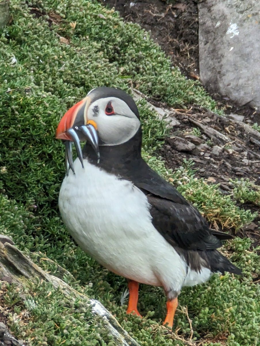 shtock1's tweet photo. #SkelligMichael with the #Puffins nesting while climbing 600+ steps to reach the monastic settlement at its peak. A very special place to visit. Never mind the #StarWars bit 😁 https://t.co/SSlHpGtn26