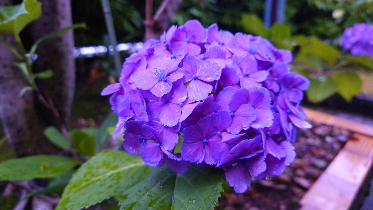 yanag0909's tweet photo. 梅雨 https://t.co/kCfLJ43Vy9