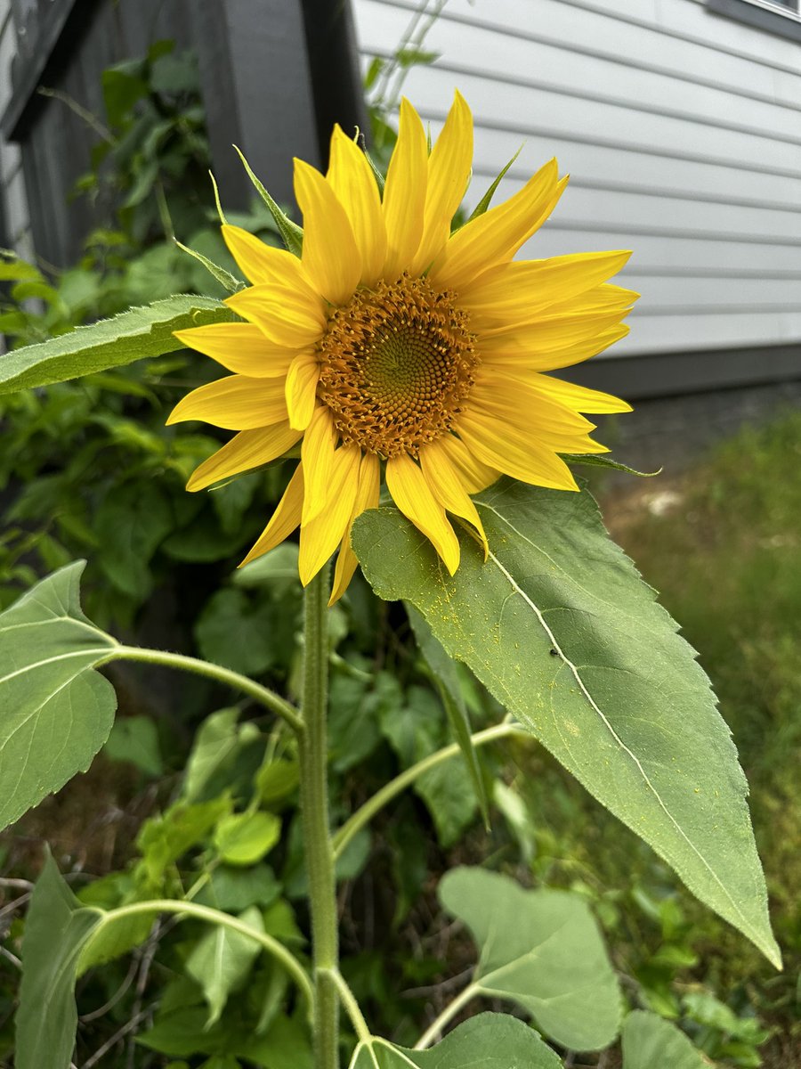 Kimberlee Kruesi tweet media