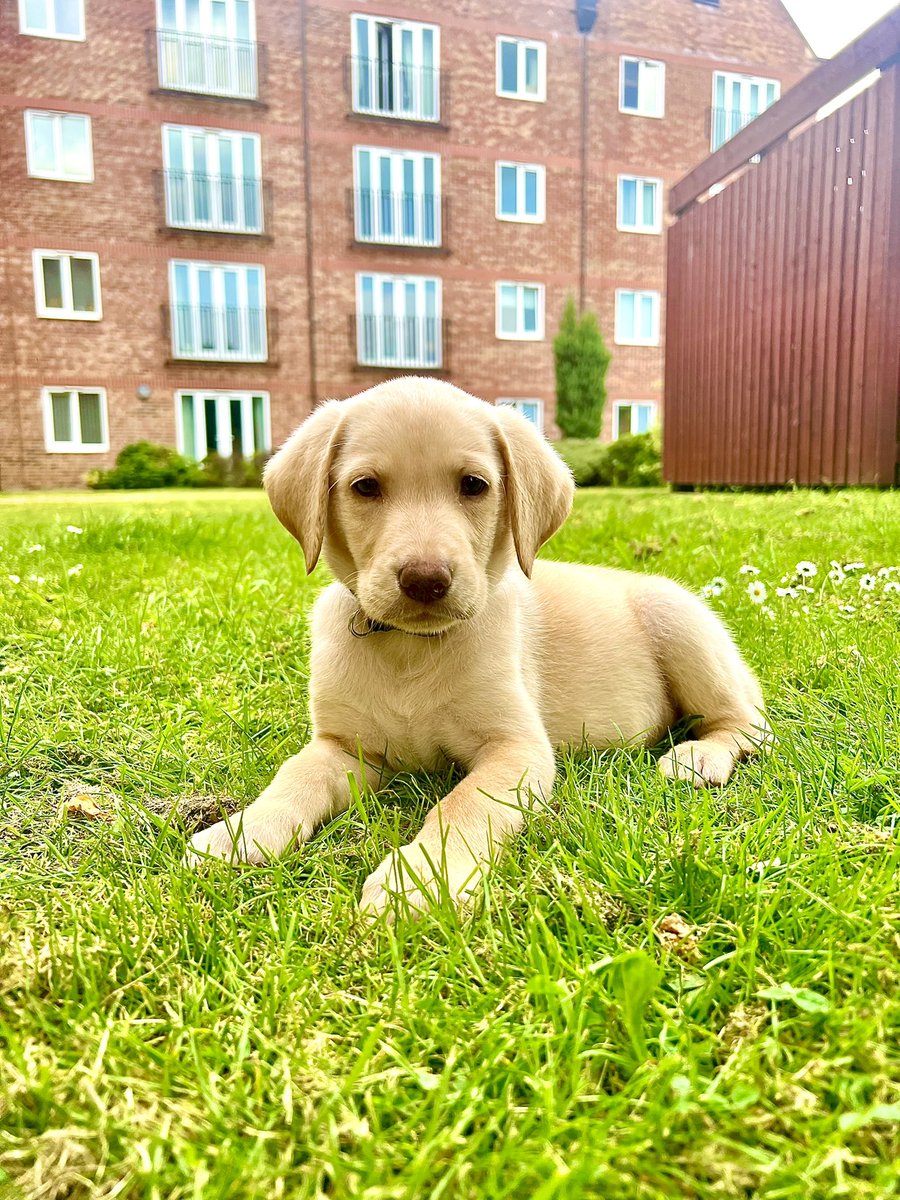 Meet Jeffery ❤️  (His behaviour does not match his looks)