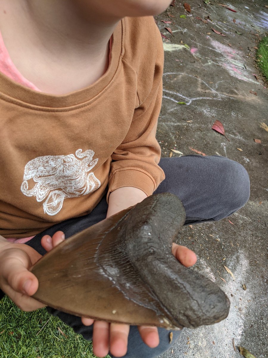 RomneyPorterMcP's tweet photo. Passing along enthusiasm for the natural world is such a pleasure (and really one of my favourite things about being a #sharkscientist 🦈). Last week my son also couldn’t contain his excitement when I gave a talk at his preschool. Soon he’ll know more facts than me @RoyalBCMuseum https://t.co/sWit9Rhf5w