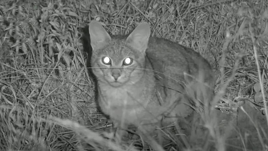 African Wildcat #wildearth