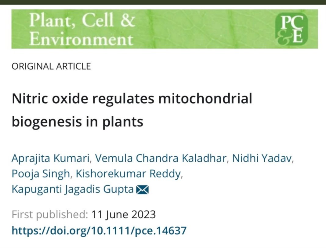 Delighted to share my 3 year research work on role of nitric oxide in mitochondrial biogenesis in plants has been published in PCE.Thanks to all my coauthors for their contribution @DrJagadisNIPGR @NIPGRsocial @DBTIndia