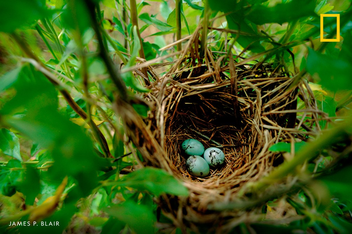 NatGeo's tweet photo. The nest and eggs of a red winged blackbird (Agelaius phoeniceus) nestled in the Atchafalaya Delta, Louisiana https://t.co/Iiowkt0SZJ