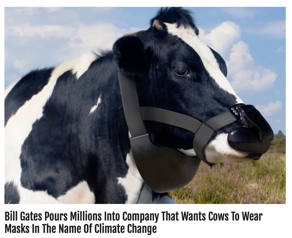 In his latest act of “environmentalism” Bill Gates has poured nearly $5 million into a startup agricultural company manufacturing masks that supposedly reduce the amount of methane emitted from cow burps.

sensereceptornews.com/?p=20149