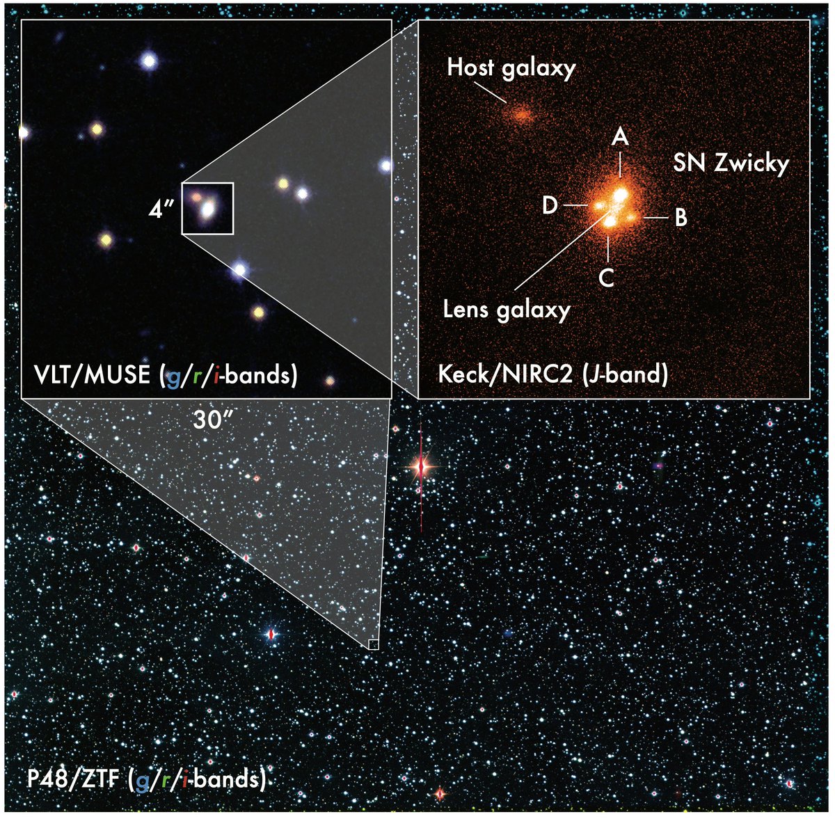 ztfsurvey's tweet photo. Our @ztfsurvey systematic scanning of the universe has again resulted in a pretty rare discovery! The light from a distant supernova was so warped that it formed 4 distinct images which astronomers then resolved with @keckobservatory and @NASAHubble . 
https://t.co/1fbcqmBmS9. https://t.co/c6F6YYpPyg