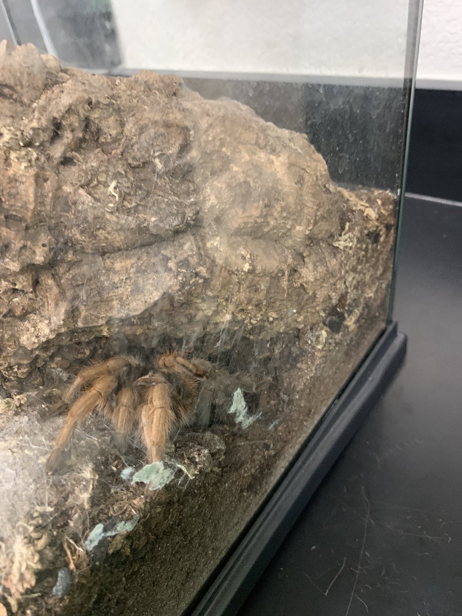 teacherswilson's tweet image. #planoisdproud
#pisdpoweredbylearning
3rd grade SIGS Life Science class is getting “bugged” as they learn to identify if organisms are an insect or not.