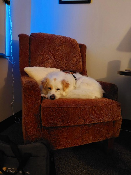 tamuppri's tweet photo. Looks like our Assistant Field Researcher has a case of the Mondays. Anyone one else feeling this way today? 🐶
#DogsOfInstagram #AggieDogs #MondayVibes #TexasAggies #TAMUPPRI #DogsOfAggieland https://t.co/rfeagU4Mcv