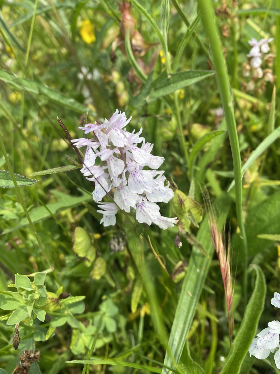 My annual pilgrimage to my @theNPMS square at Longtown, the usual awful view towards the Black Mountains, dreadful wildflowers including Heath Spotted-orchid (Dactylorhiza maculata)! One of my favourite places! @Love_plants @BSBIbotany @wildflower_hour