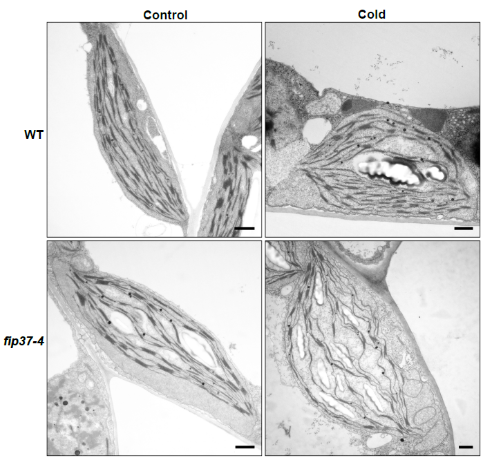 MPlantPCom's tweet image. The plant cytosolic m6A RNA methylome stabilizes photosynthesis in the cold #research #PlantCommunications cell.com/plant-communic…