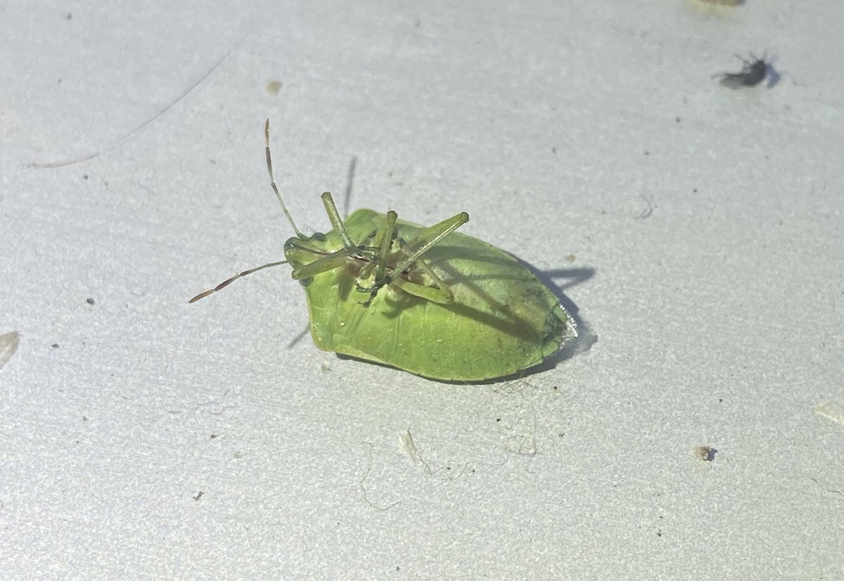 DailyBugFriends's tweet photo. nezara viridula in the Galapagos airport! they can be found around the world but it was cool to see one here. This beetle, like many others, was stuck behind a window screen :( https://t.co/uWWhQWniGs