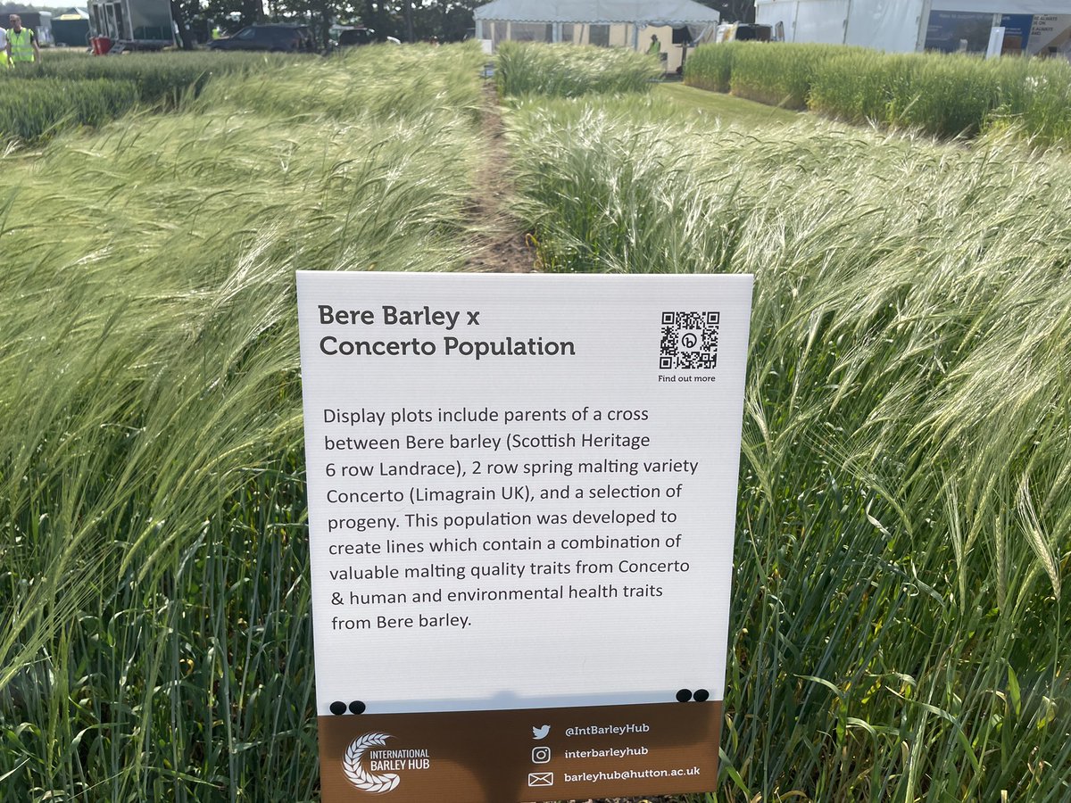 IntBarleyHub's tweet photo. Plots and stand 415 set up for #cereals2023. See you tomorrow @CerealsEvent for plot walks, software demos, and barley research chat. Oh, there’s beer and whisky sampling too! https://t.co/431rZkjuTB