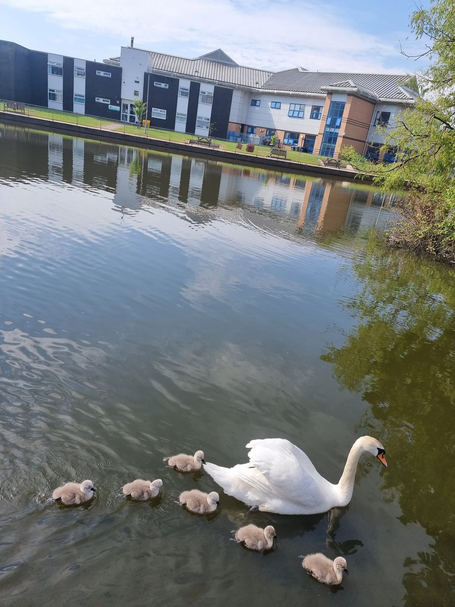 kelly_educator's tweet photo. Lovely walk round the duck pond on my way to the Brock wards today. #summer 🌞 ☀️ https://t.co/AMMuEfpIHv