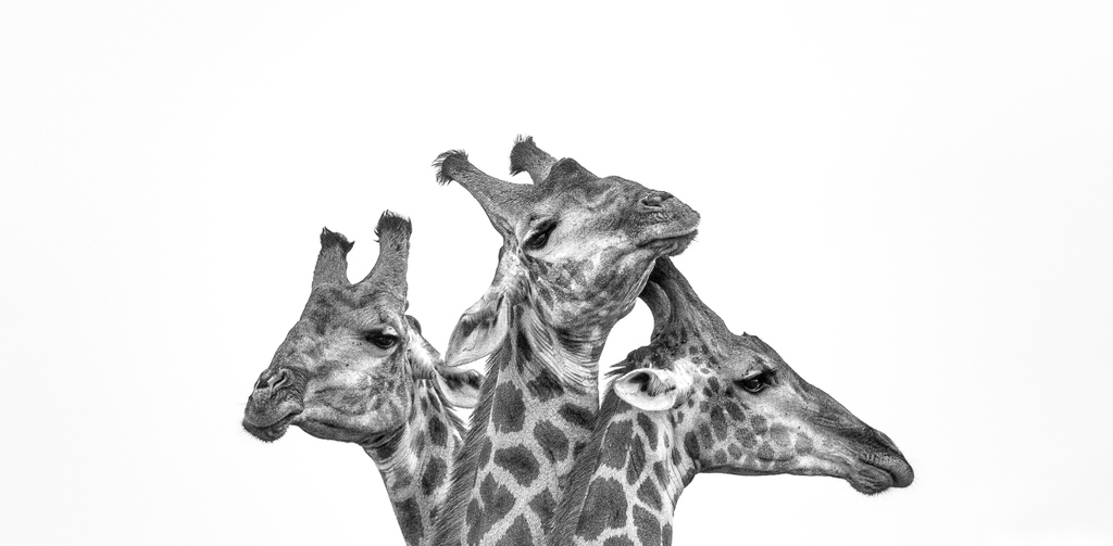 londolozi's tweet photo. Bringing the Wild Home 🌿 Visit the link to shop for exquisite wildlife photographs on our fine art site https://t.co/gku7ILUWWU

#londolozi #thelondolozieffect #relais #relaischateaux #wildlifeblog #animalblog #naturelovers #luxurysafari #safari #safaristories @relaischateaux https://t.co/nhXJpwfkGb