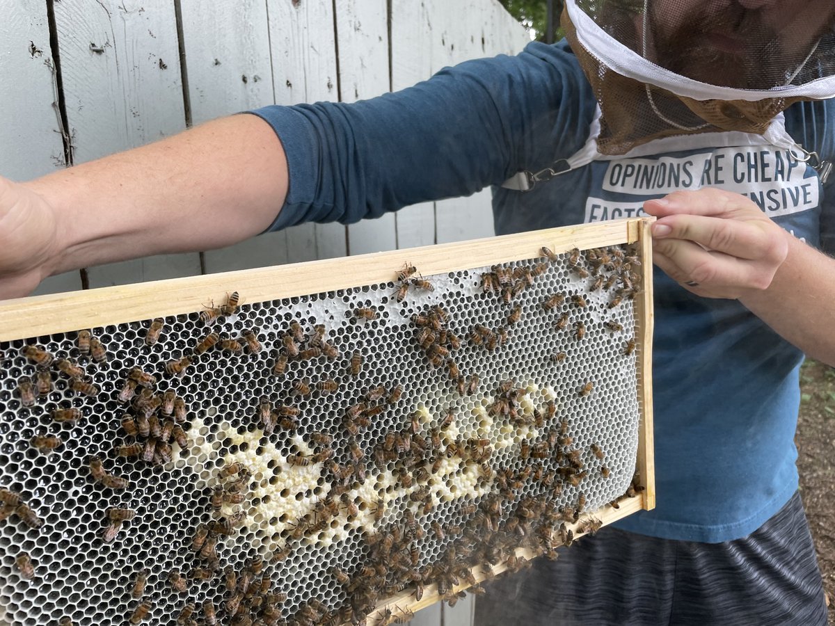 MSSWhitman's tweet photo. Busy bees! https://t.co/Xsjo0FpXwk