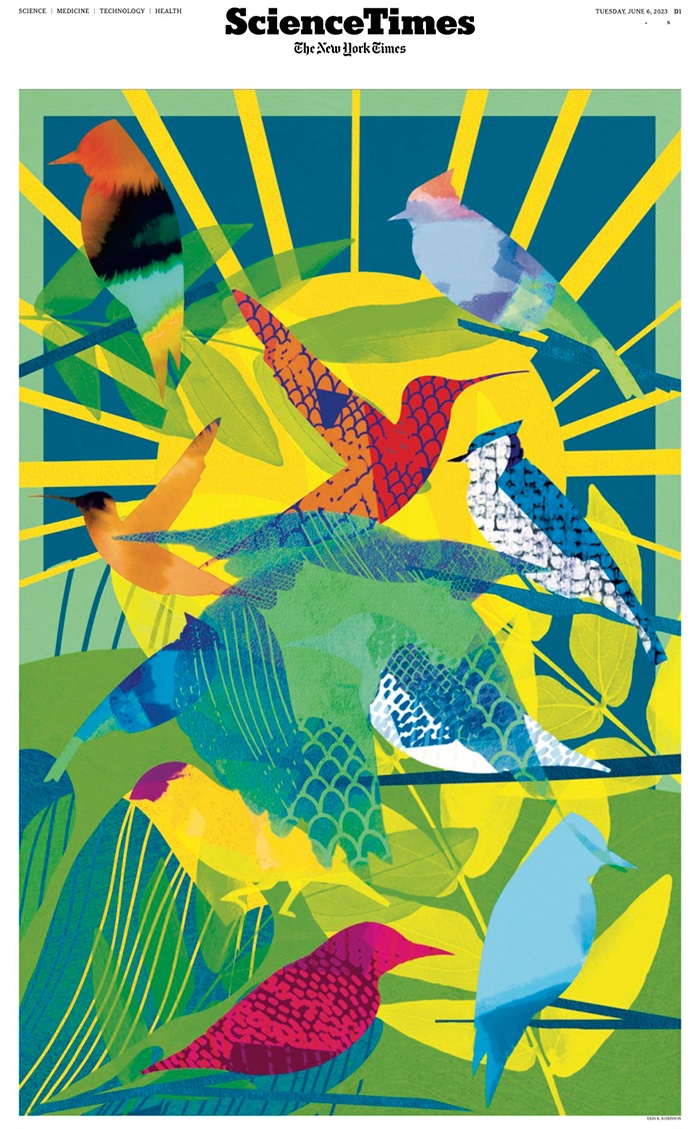 "Summer of Birds" - Cover illustration by Erin Robinson for The New York Times science section 🕊️
.
.
.
#birds #birdwatching #summer #summer2023 #illustration #illlustragram #illustration_daily #illustrationartist #editorialillustration #nature #birding #coverart #nytcover