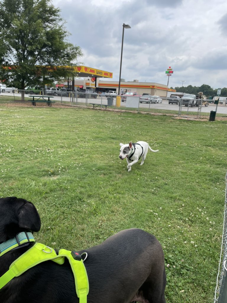 HRerecich's tweet photo. @LovesTravelStop for the win! We are driving from NV to NC via Interstate 40 and the dog parks are the highlight of the trip for our girls. https://t.co/VgcFxceAdC