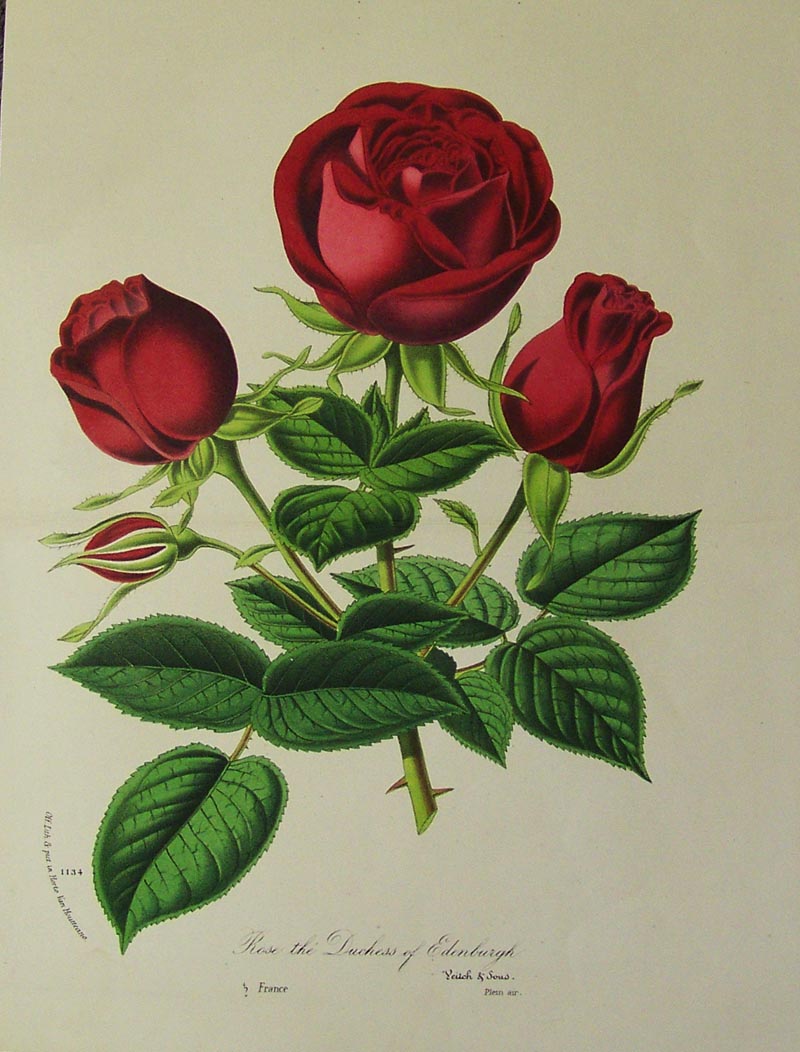 Some roses for you 🌹♥️
#nationalredroseday #antiqueprint #flower #printsoldandrare
