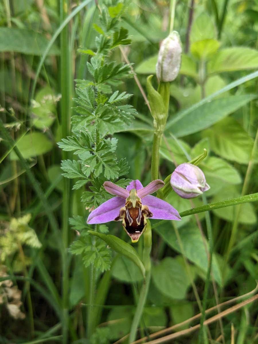 Superloopy101's tweet photo. After a 2 year hiatus (no idea why) the bee orchids are back in our little urban meadow. 😊 #suffolkwildlife #ipswichwildlife #urbanmeadow #meadow #wildflowers #Ipswich https://t.co/BldMafFoPs