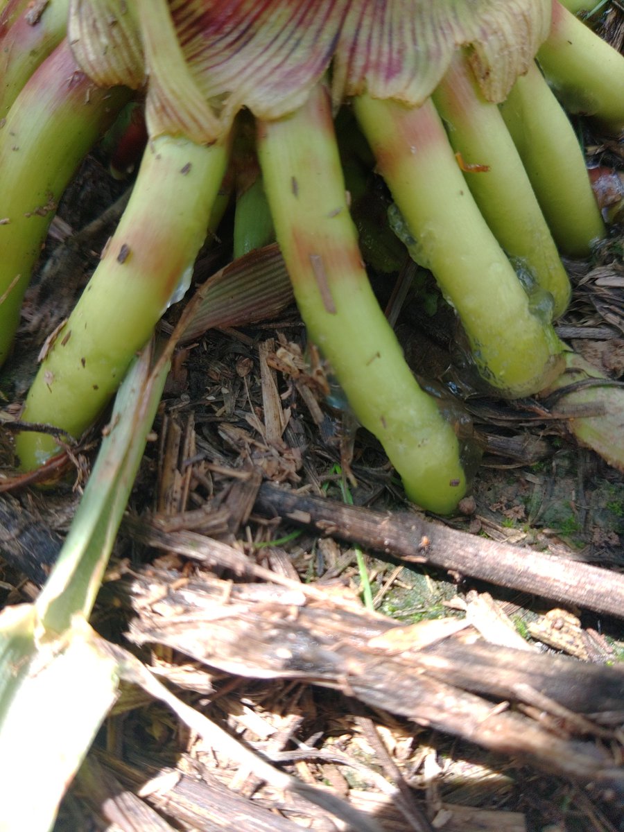 Corn roots pushing out clear goo.

Sugar?  Microbe food?