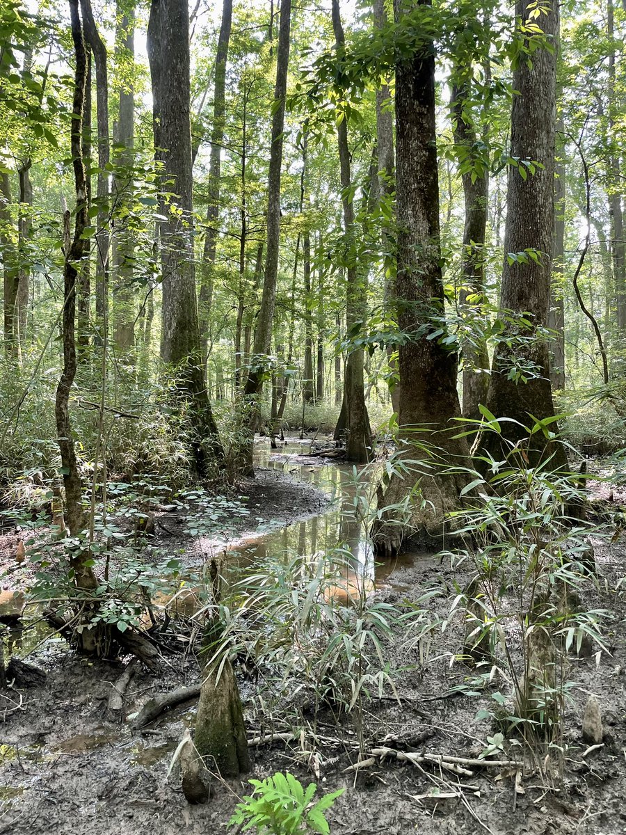 Had a great field day last week learning Wetland Delineation 101 (soils, hydrology, and veg) and enjoying some bottomland hardwood magic