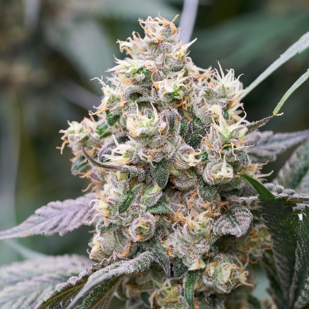 surterra's tweet photo. #PapaDon
#Papaya x #DonMega
#SoulfireGenetics
Shop Now: https://t.co/zLRDonvrZK https://t.co/pX0oe0NAHg