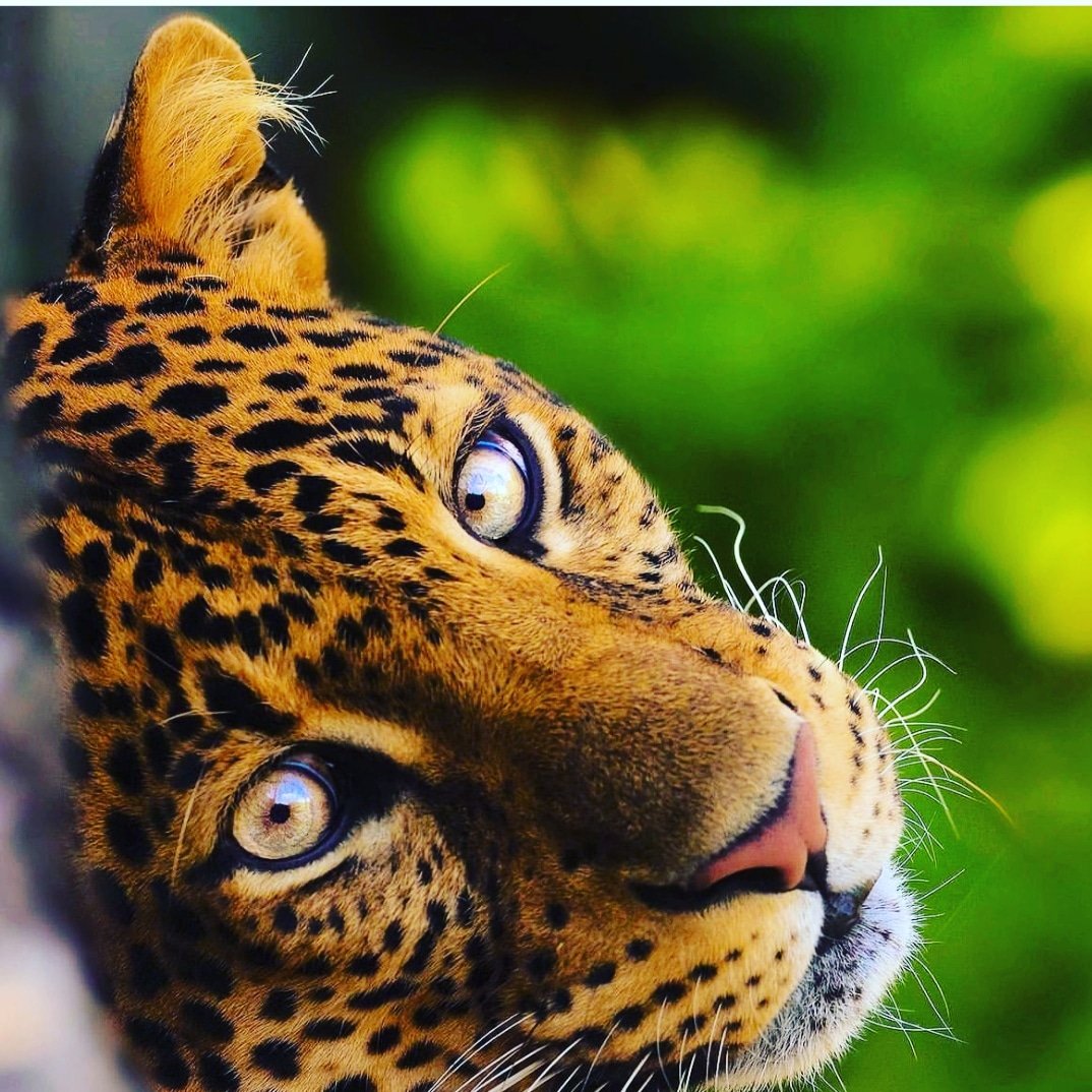 Arquétipo da onça pintada, aspectos positivos força nas mandíbulas, excelente comunicadora, elegante, observa com perspicácia, age com sabedoria, forte, sensual, predadora, pode se tornar agressiva e irritada, preguiça durante o dia. Para compor bom o cavalo,beija-flor