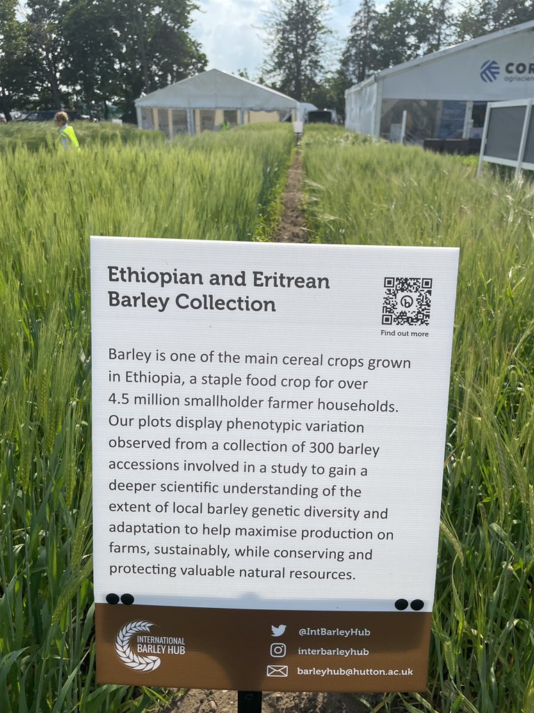 International Barley Hub (@intbarleyhub) on Twitter photo Plots and stand 415 set up for #cereals2023. See you tomorrow <a href="/CerealsEvent/">Cereals Event</a> for plot walks, software demos, and barley research chat. Oh, there’s beer and whisky sampling too! Plots and stand 415 set up for #cereals2023. See you tomorrow <a href="/CerealsEvent/">Cereals Event</a> for plot walks, software demos, and barley research chat. Oh, there’s beer and whisky sampling too!