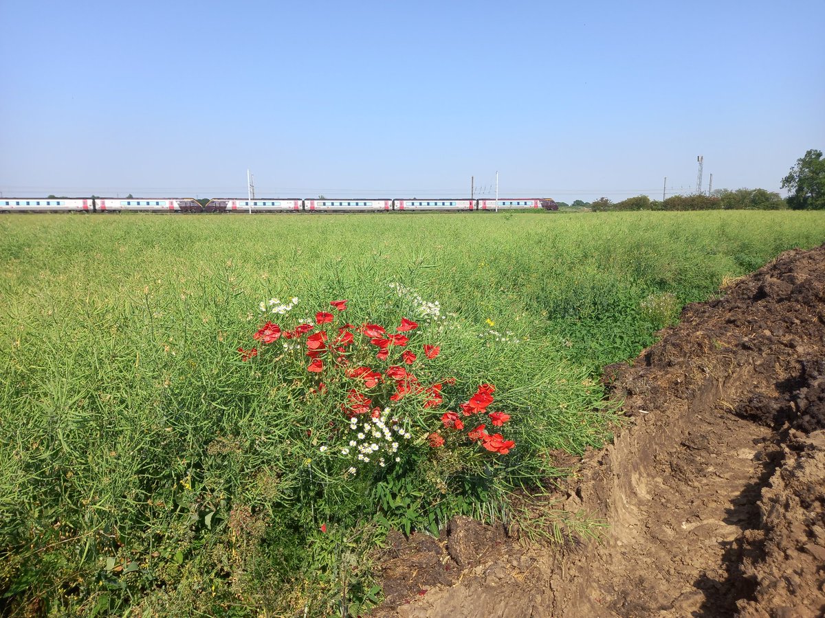 #Wild #poppies and #ox-eye #daisy, #cultivated #oilseedrape and a #crosscountry express heading #south towards #York and #beyond.
#NorthYorkshire