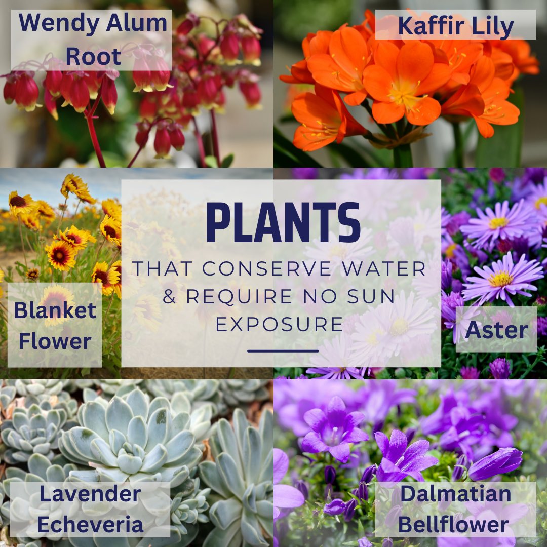 Plants that conserve water and require no sun exposure #ClearPathLending #ClearPath #Lending #Mortgage #Refinance #HomeLoan #VALoan #plants #sunexposure #nosun #conserve #water #home