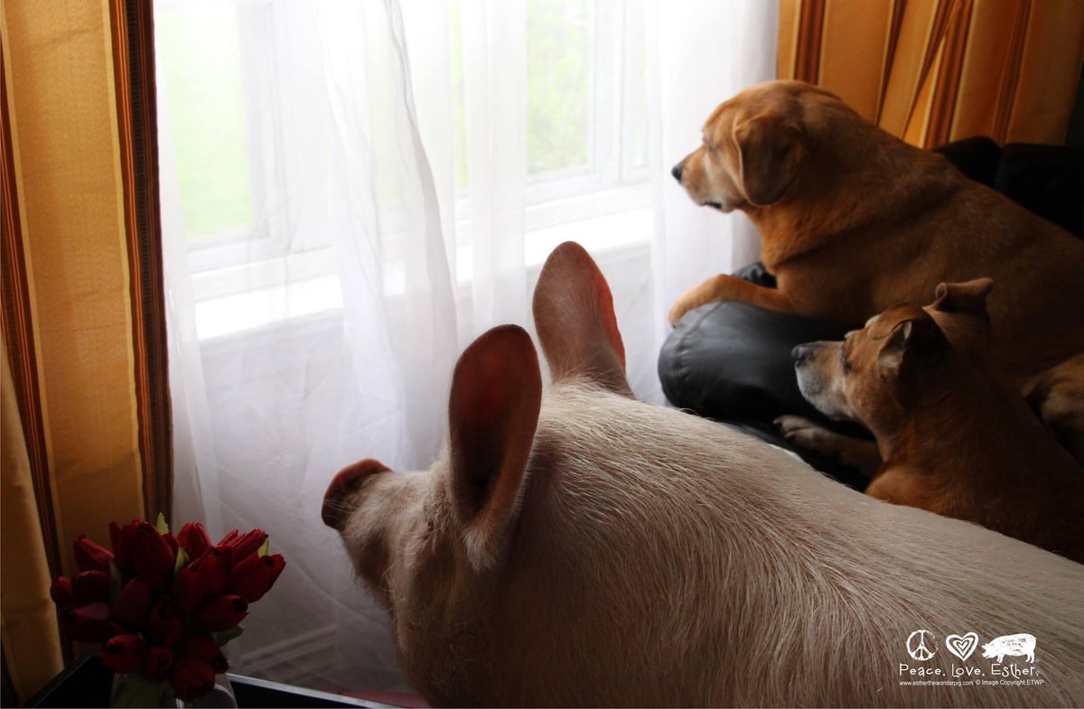 Best friends come in all shapes and sizes. #bekindtoallkinds #estherarchive