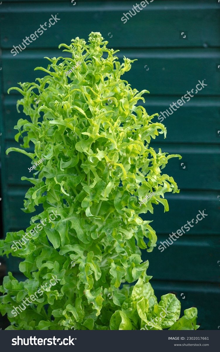 Aperture105's tweet photo. Closeup of a green lettuce seen bolting. https://t.co/JfEs6FgqT0 #lettucebolting #ripeninglettuce #lettucesettingseeds #lettuceplant #ripe #salad #leafvegetable #growingyourown #garden #gardeningtwitter https://t.co/5gSpA454YD
