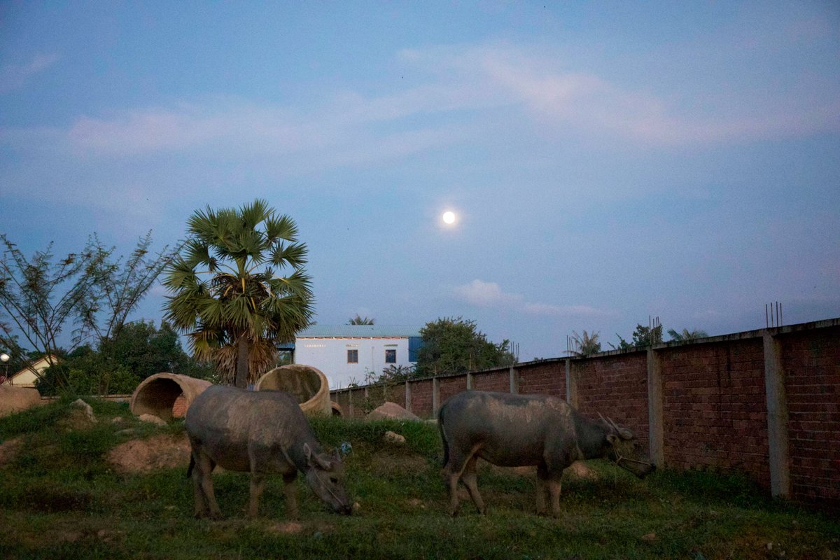 Undergraduate student Victoria Sampors Chiek won our photo contest in the Here and Now category. Taken in Siem Reap, Cambodia, her photo shows water buffaloes among construction debris, and illustrates change in the Cambodian countryside.