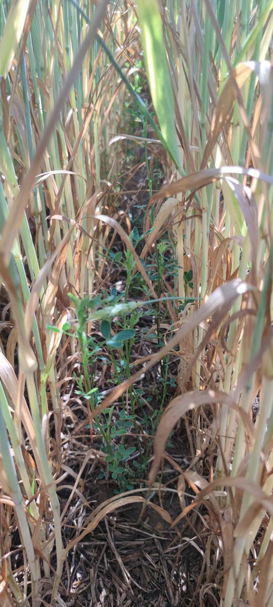 Astrid MORDON tweet media