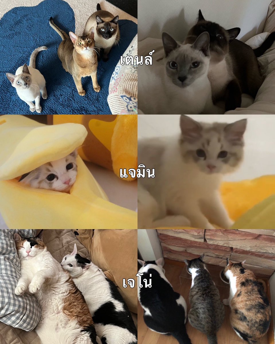 แล้วแมวแต่ละคนคาแร็คเตอร์เหมือนพ่อเขาเปี๊ยบ แมวพ่อเตนล์คือทรงเด็กแสบซน แมวพ่อแจมเป็นฟีลลูกคุณหวานเจื้อย ส่วนแมวพ่อโน่เด็กอ้วนกินแล้วก็นอน555555555555555555555555555555555555