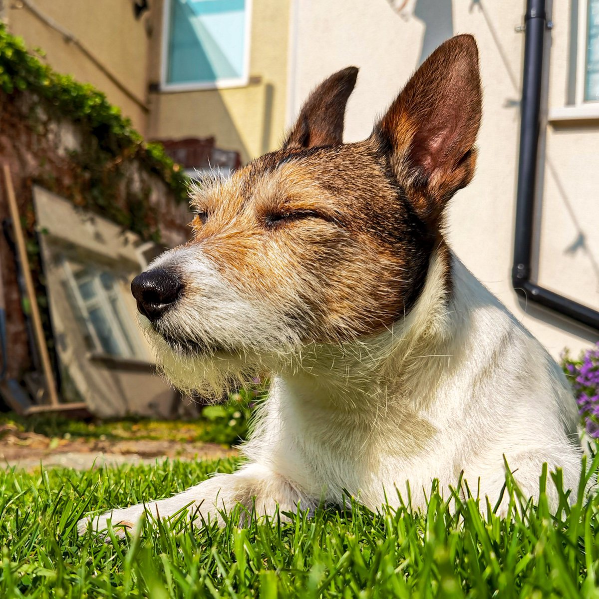 To hot to take him for a walk so time to chill and take in the sun.

#jrt #jackrussellterrier #dogsoftwitter #huaweip40pro #doncaster